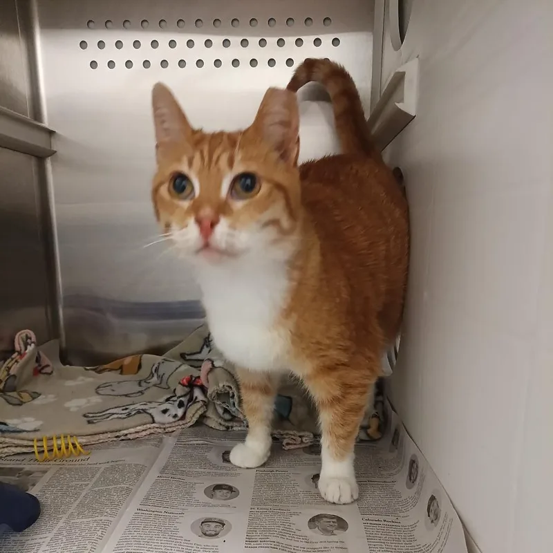 An adult small-sized male Orange / Red Domestic Short Hair cat named Franks & Beans for adoption in Chattanooga, TN