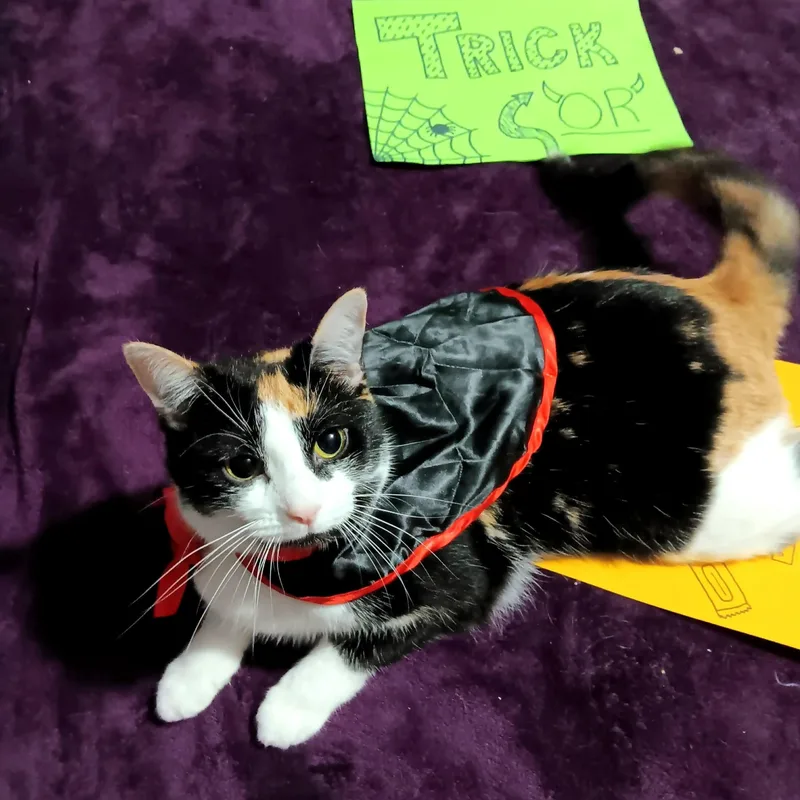A young medium-sized female Domestic Short Hair cat named Maple for adoption in Quincy, OH
