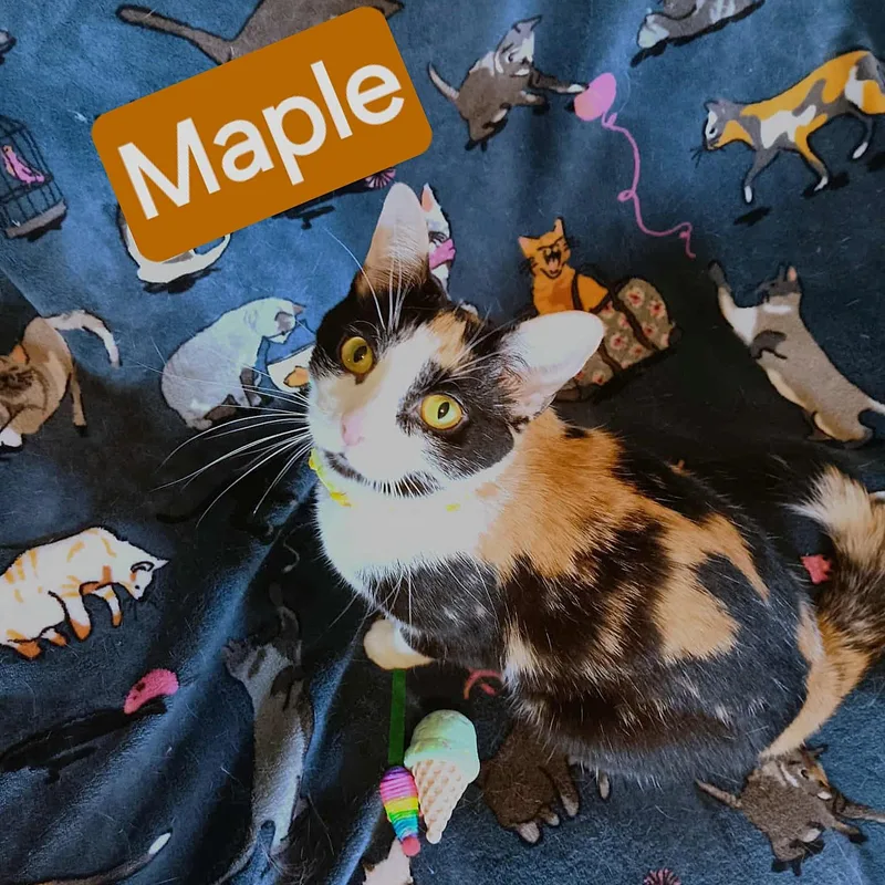 Maple thumbnail 2