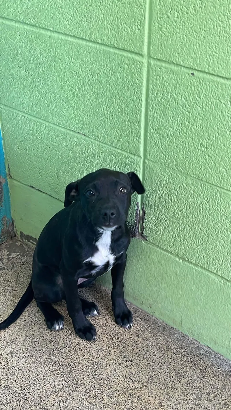A baby medium-sized female Black Bulldog dog named Tinsley for adoption in Fort Payne, AL
