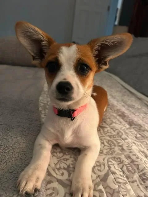 A baby small-sized female Golden Chihuahua dog named Livi for adoption in Vernon, CT