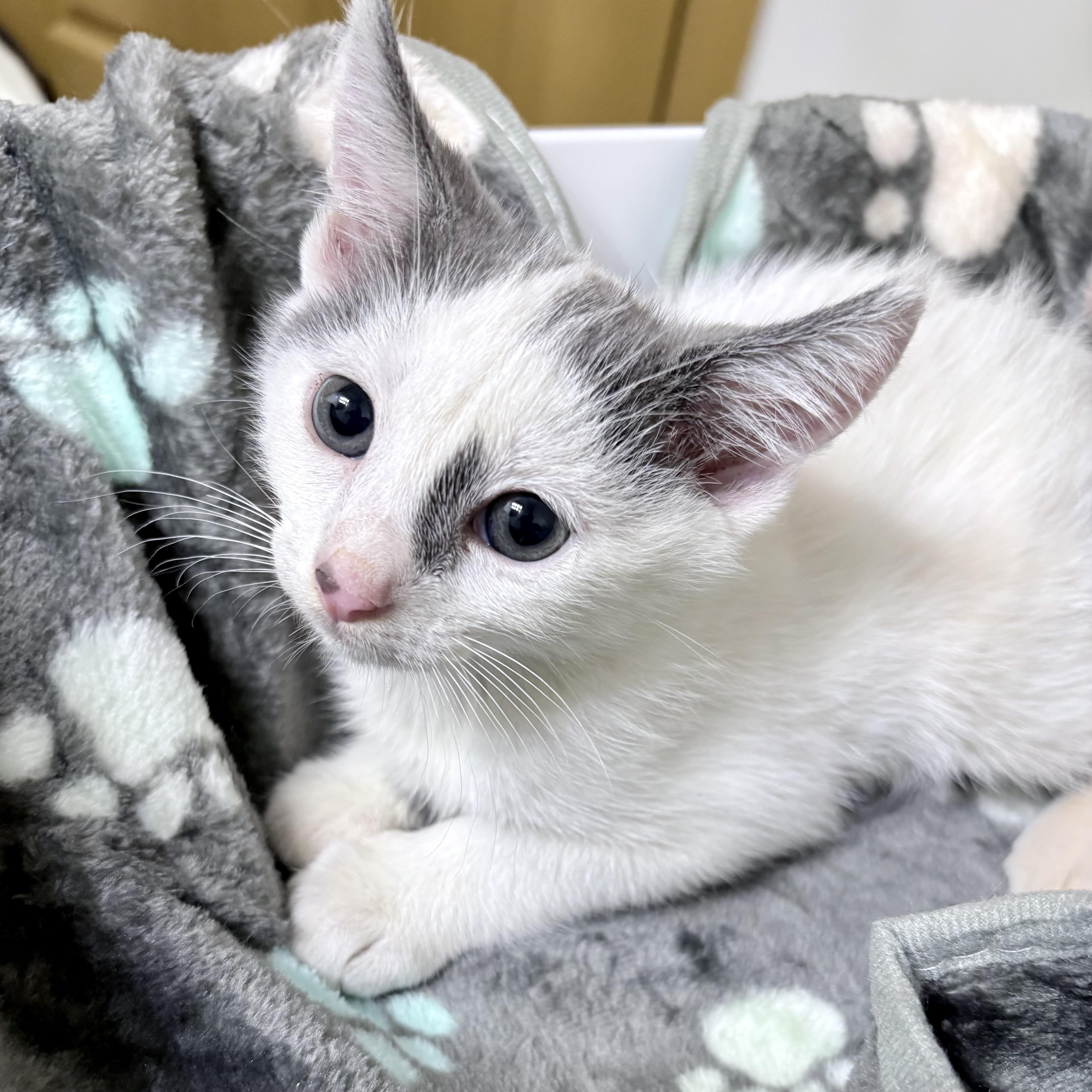 Pecan thumbnail 4