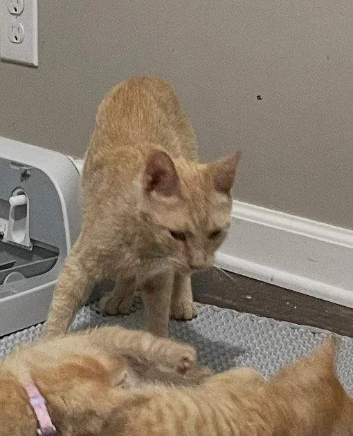A young medium-sized female Orange / Red Domestic Short Hair cat named Gingy for adoption in White Bluff, TN