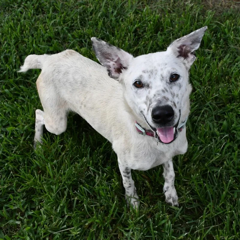 An adult medium-sized female White / Cream Australian Shepherd dog named Elise for adoption in Beaumont, TX