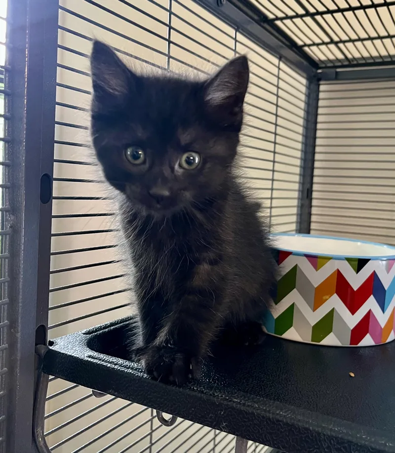 A baby medium-sized female Black Domestic Short Hair cat named Jane Austen for adoption in Seville, OH
