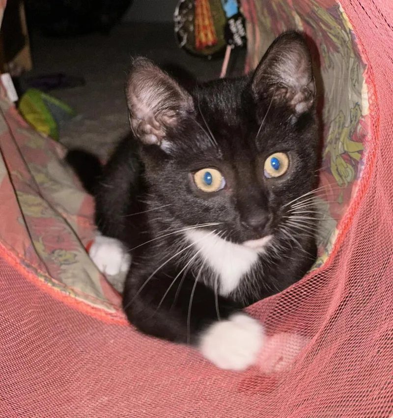 A baby medium-sized male Black & White / Tuxedo Domestic Short Hair cat named James Bond for adoption in Oceanside, CA