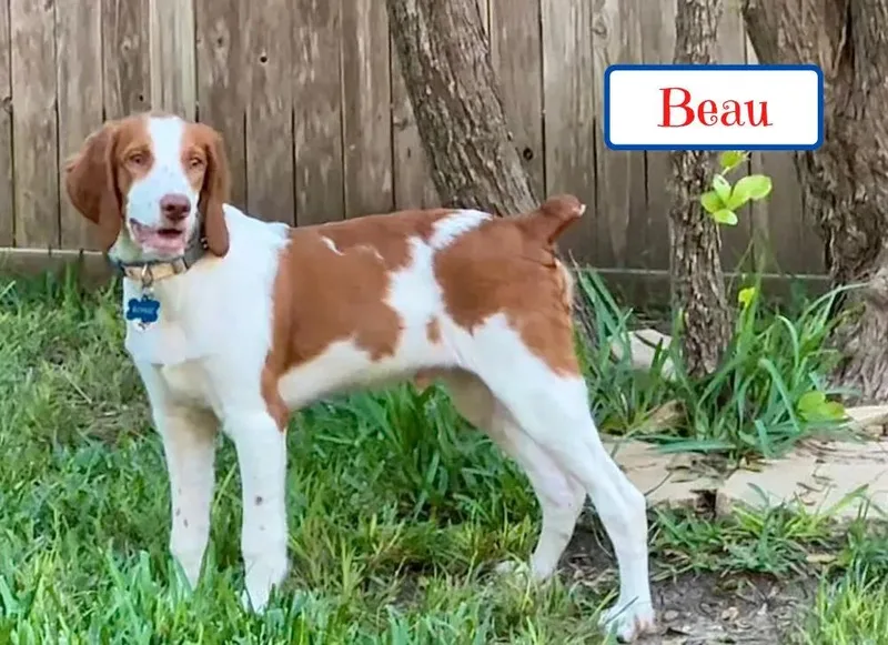 A young medium-sized male Brittany Spaniel dog named Beau for adoption in Fort Worth, TX
