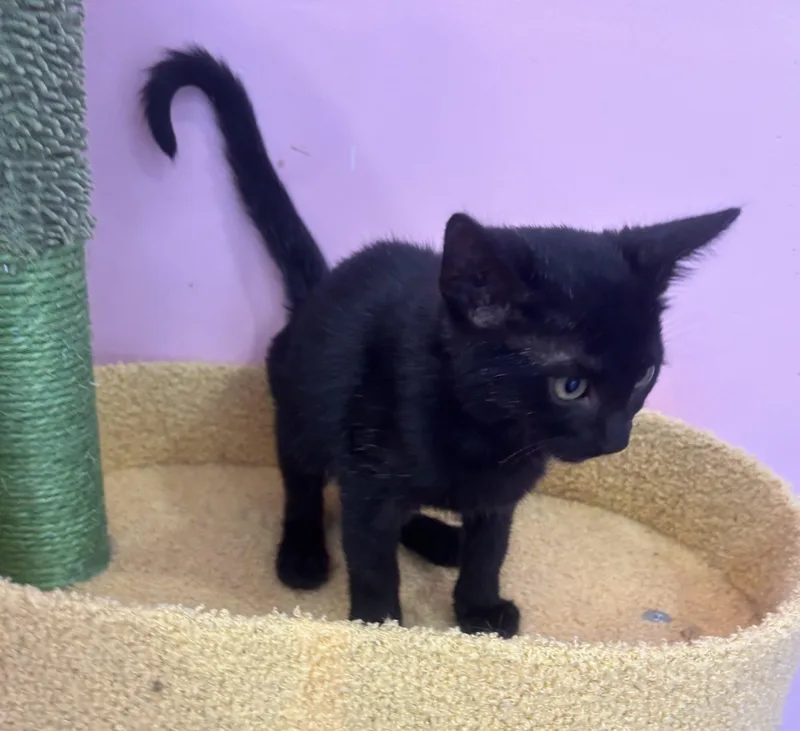 A young small-sized female Black Domestic Short Hair cat named Olive for adoption in Whittier, CA