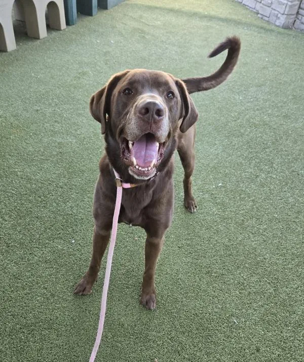 An adult extra large-sized male Labrador Retriever dog named Apollo for adoption in Salt Lake City, UT