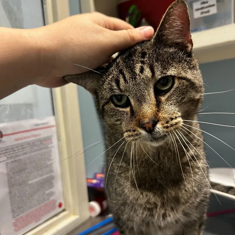 A senior large-sized male Brown / Chocolate Domestic Short Hair cat named Big Boy for adoption in Novelty, OH