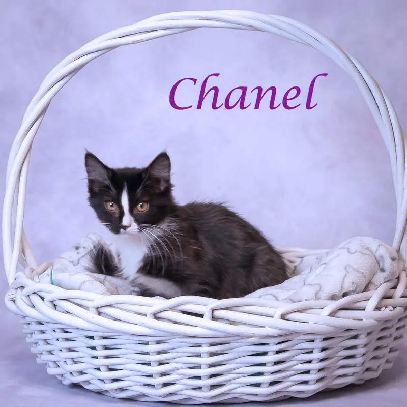 A baby small-sized female Black Domestic Short Hair cat named Chanel C for adoption in Lebanon, TN