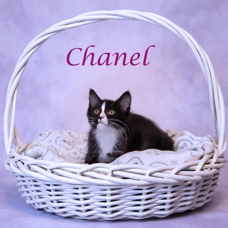 Chanel C thumbnail 2