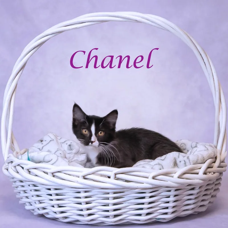 Chanel C thumbnail 3