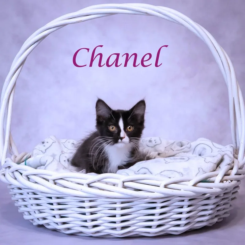 Chanel C thumbnail 4