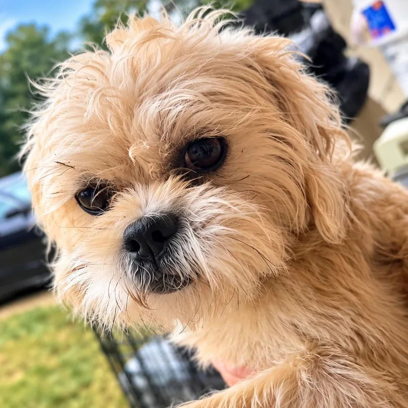 A young medium-sized female Shih Tzu dog named Trixie for adoption in Cartersville, GA