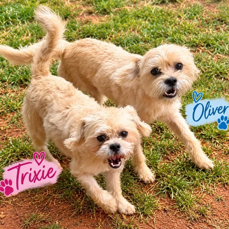 Trixie thumbnail 3