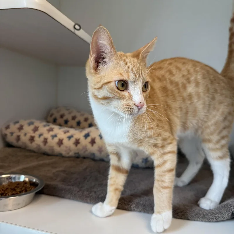 A baby medium-sized male Orange / Red Domestic Short Hair cat named Nabi for adoption in Oakland, CA