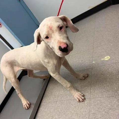 A young medium-sized male White / Cream Pit Bull Terrier dog named Bubba for adoption in Bastrop, TX