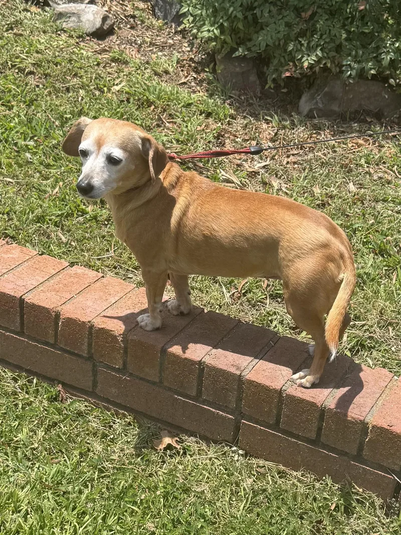 Reba