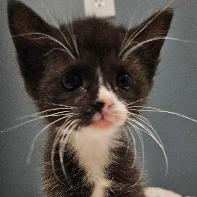 A baby small-sized male Black Domestic Short Hair cat named Doc Oct for adoption in Newark, NJ