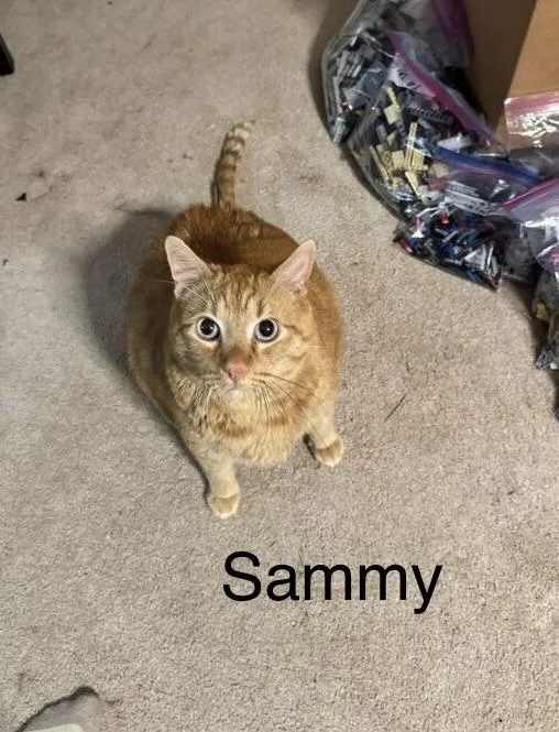 Sammy