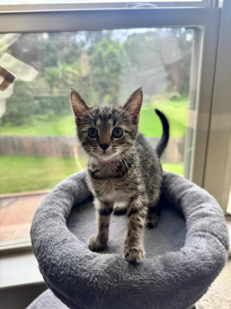 A baby medium-sized female Tabby (Gray / Blue / Silver) Domestic Short Hair cat named Blue Cheese for adoption in Rossville, TN
