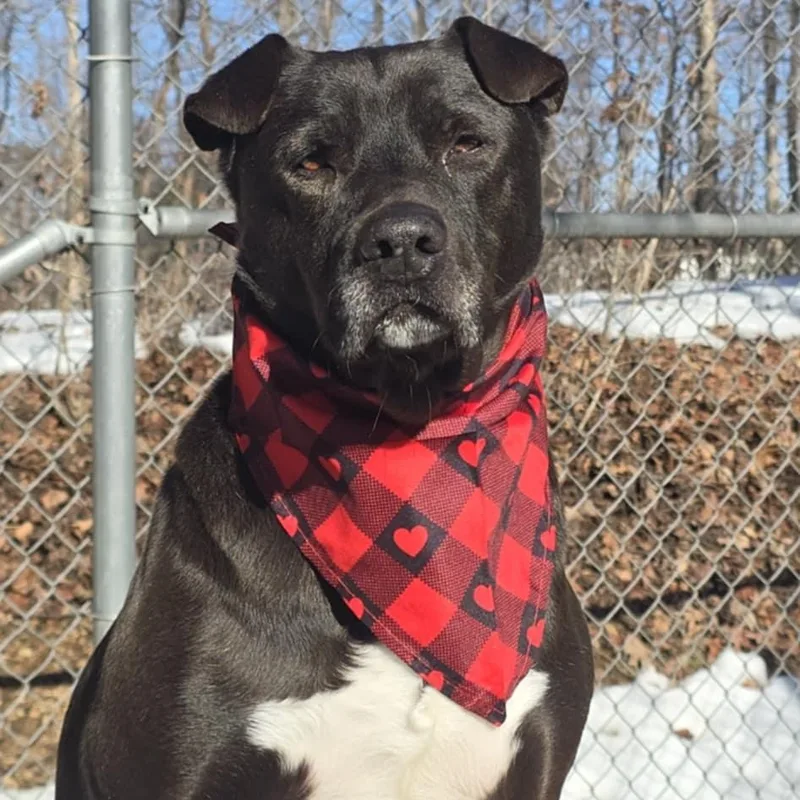 A senior medium-sized male Black Pit Bull Terrier dog named Smokey for adoption in Orange, VA