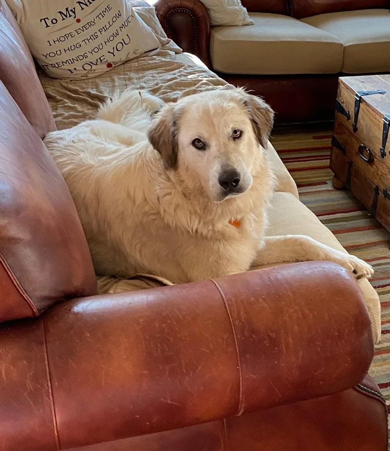 An adult large-sized female Great Pyrenees dog named Daisy for adoption in Garland, TX