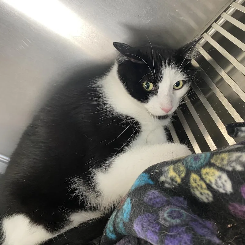 An adult small-sized male Black Domestic Short Hair cat named Sammy for adoption in West Des Moines, IA