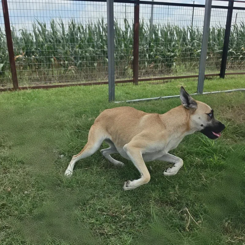 A young medium-sized female Yellow / Tan / Blond / Fawn Boxer dog named Jill FJ for adoption in Austin, TX