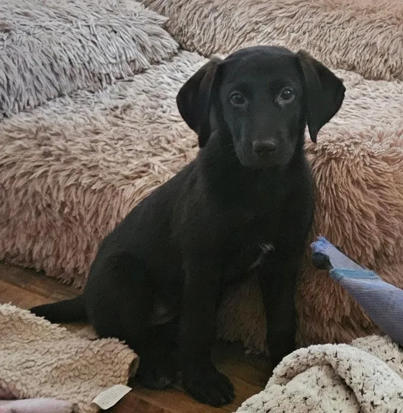 A baby large-sized female Labrador Retriever dog named Kodiak for adoption in Tracy City , TN