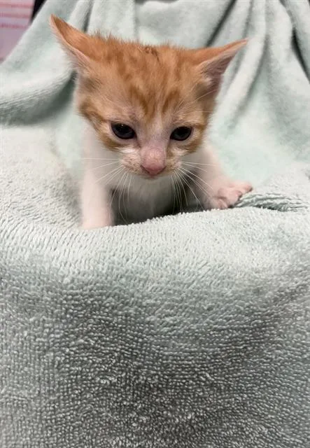 A baby small-sized female Domestic Short Hair cat named Zoe for adoption in Rosenberg, TX