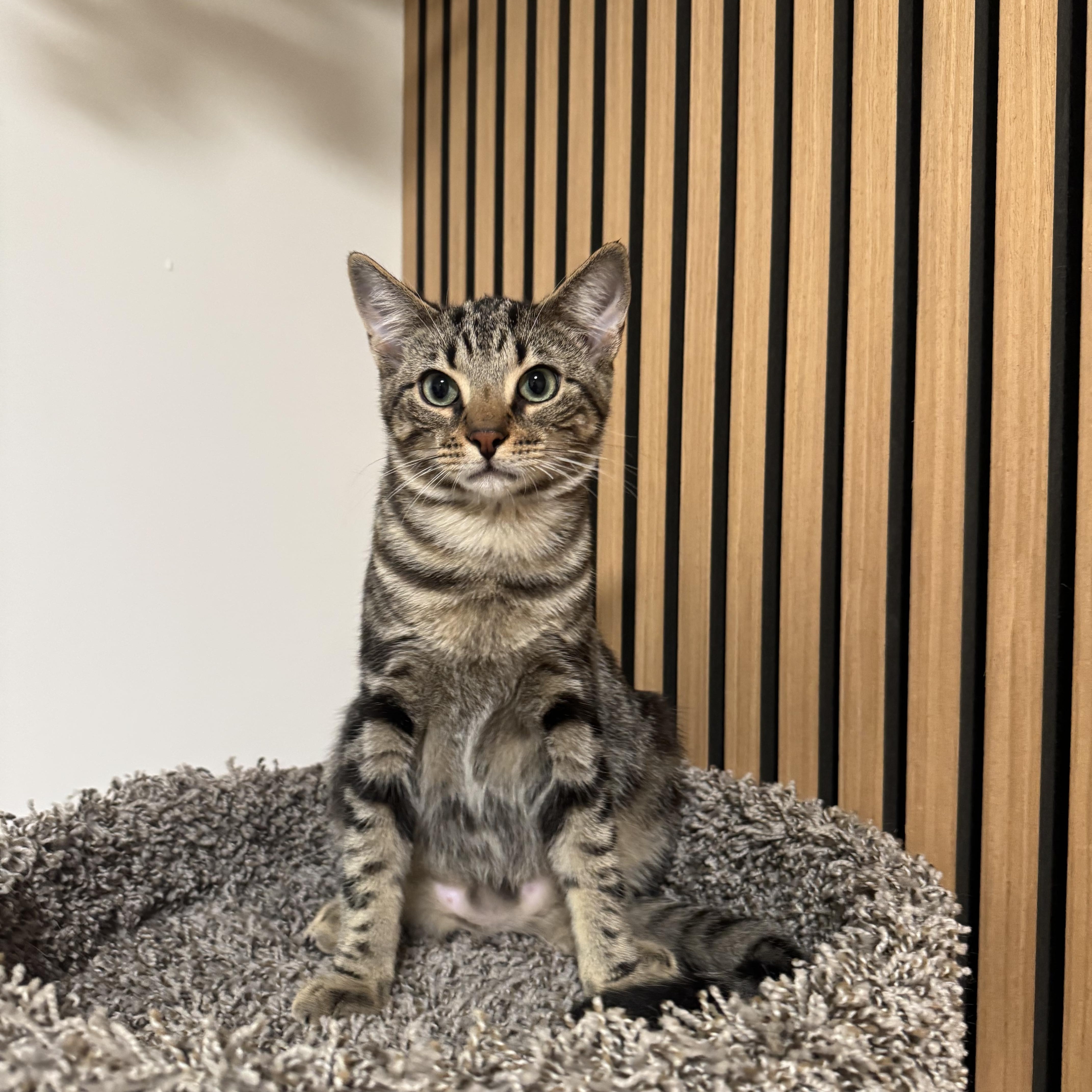 A baby small-sized male Tabby (Tiger Striped) Domestic Short Hair cat named Yarrow for adoption in Brooklyn, NY