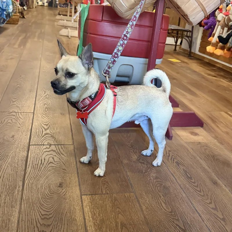 A young small-sized male Apricot / Beige Chihuahua dog named Poncho for adoption in Boulder, CO