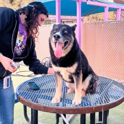 A senior large-sized female Black Husky dog named Marley for adoption in El Paso, TX