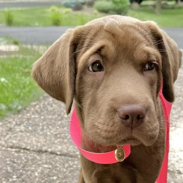 Rosie D
