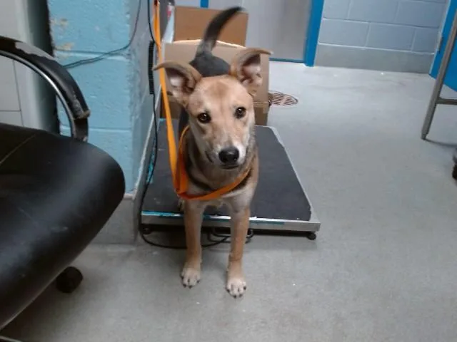 A young medium-sized female German Shepherd Dog dog named Rosie for adoption in Albuquerque, NM