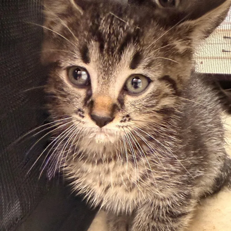 Elliot