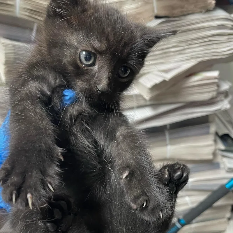 A baby small-sized male Black Domestic Short Hair cat named Hash Brown for adoption in Philadelphia, PA