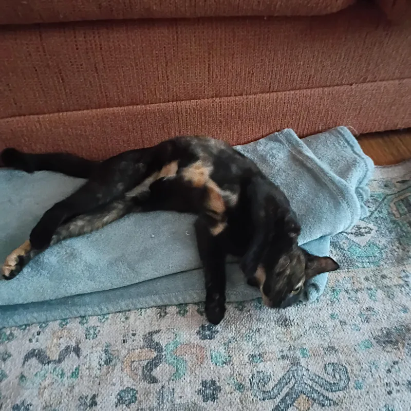 Razzmatazz thumbnail 3