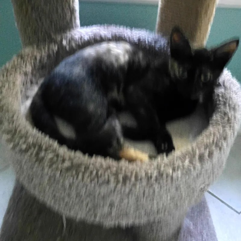 Razzmatazz thumbnail 4