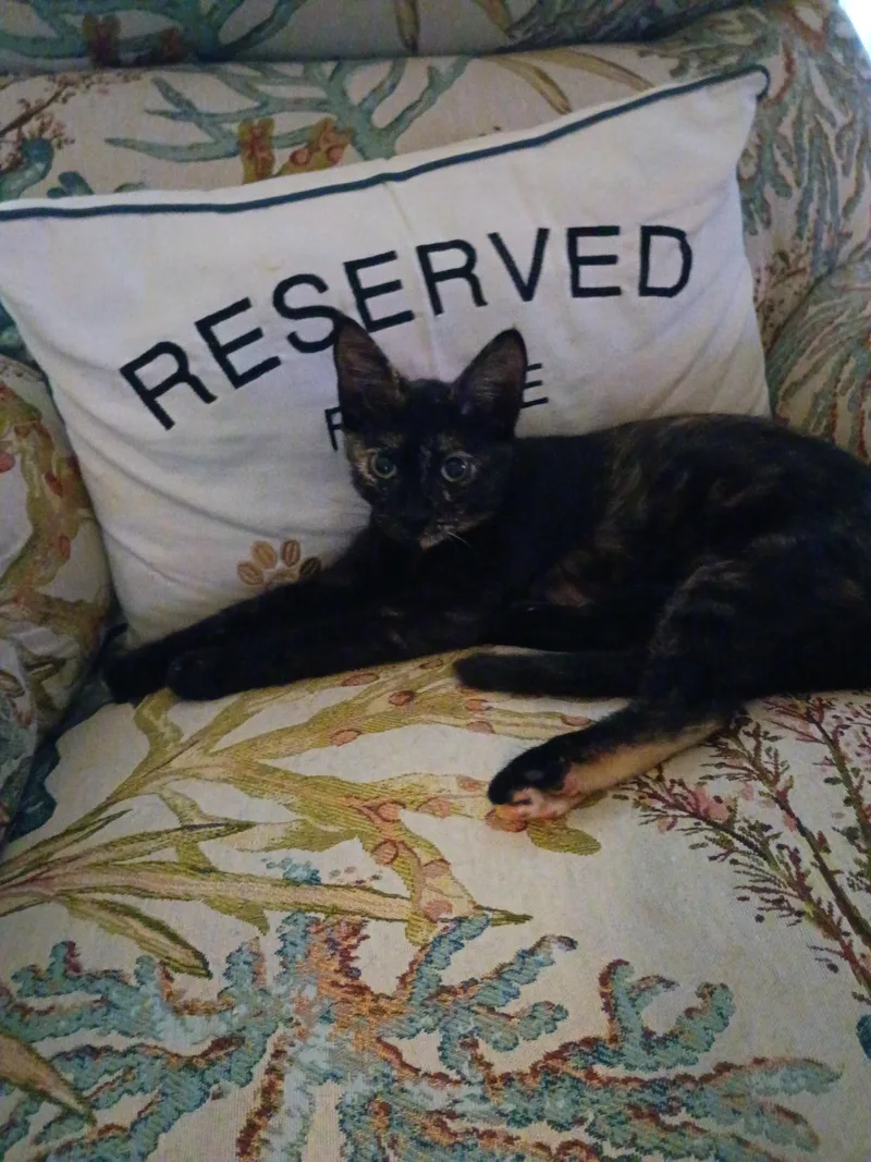 Razzmatazz thumbnail 5