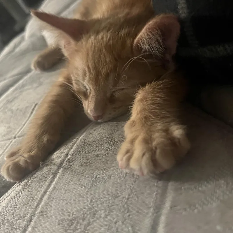 A baby small-sized male Orange / Red Domestic Short Hair cat named Tajin for adoption in Pleasant Hill, CA
