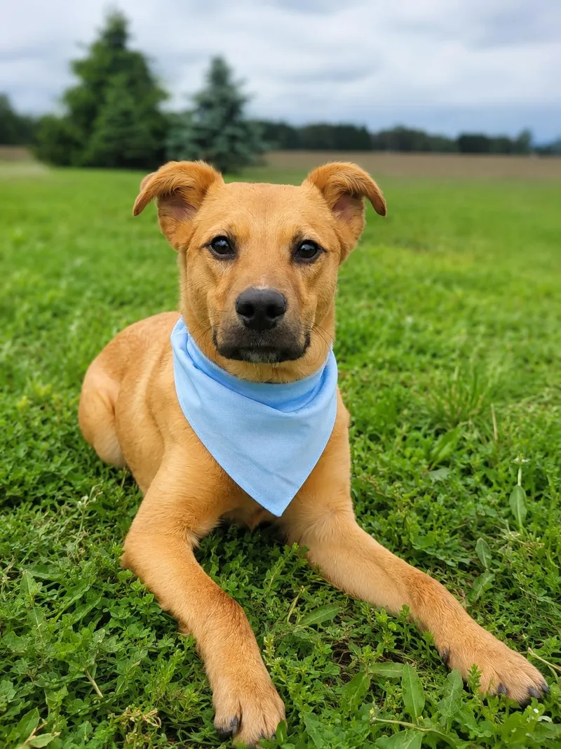 A young medium-sized male Terrier dog named Squash for adoption in Wooster, OH