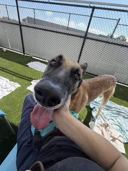 An adult extra large-sized male Anatolian Shepherd dog named Orion for adoption in San Diego, CA