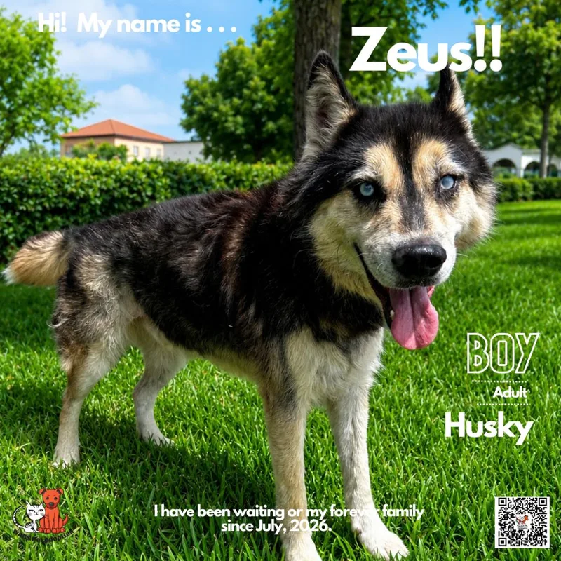 An adult large-sized male Brown / Chocolate Husky dog named Zeus for adoption in Westminster, CA