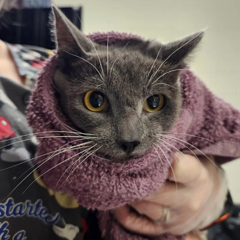 An adult medium-sized female Gray / Blue / Silver Domestic Short Hair cat named Honey Ham for adoption in Charlottesville, VA