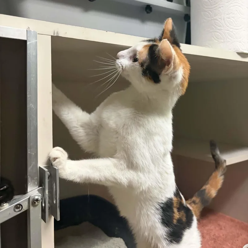A baby medium-sized female Calico cat named Hassina for adoption in Antioch, CA