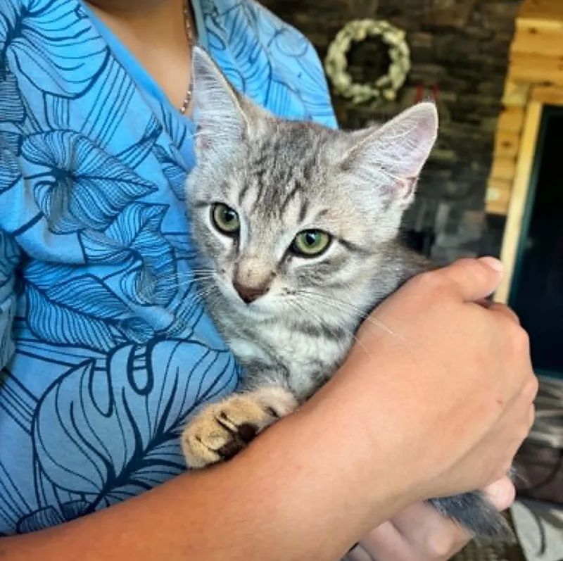 A baby medium-sized male Tabby (Gray / Blue / Silver) Tabby cat named Poblano for adoption in Hawley, PA