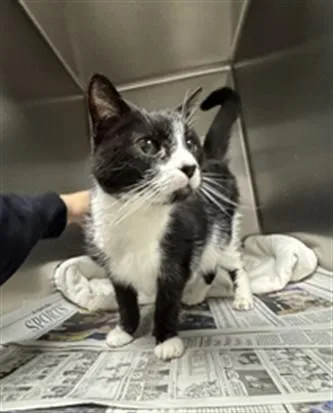 An adult medium-sized female Domestic Short Hair cat named Polly for adoption in Los Angeles, CA